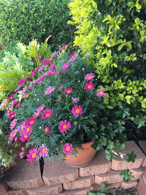 Country Pathfinder Motor Inn - Tourism Cairns 1