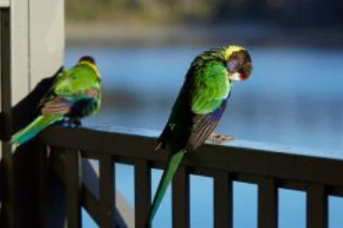 RAC Karri Valley Resort - Tourism Cairns 3