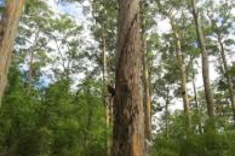 RAC Karri Valley Resort - Tourism Cairns 1