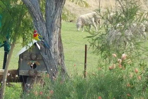 Birdhouse Cottage B & B - Tourism Cairns 5