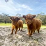 Mount Burnett VIC Tourism Cairns