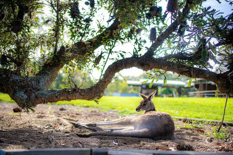 Waterfall Springs Retreat And Wildlife Sanctuary - Tourism Cairns 5