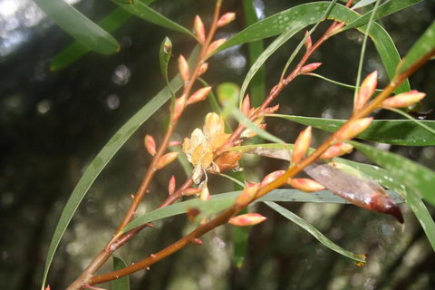 Heavenly Retreat - Tourism Cairns 5