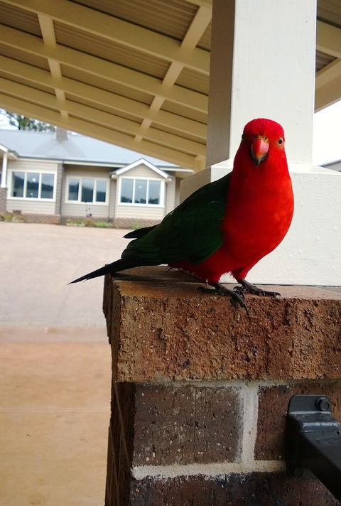 Marysville Garden Cottages - Tourism Cairns 3