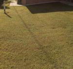 GOLDEN LACE B  B - Tourism Cairns