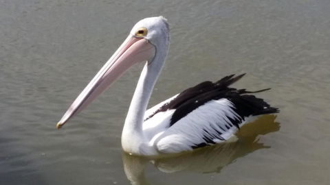 PS Federal Retreat Paddle Steamer Goolwa - Tourism Cairns 5