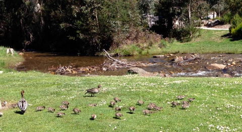 RiverCottage Selfcontained - Tourism Cairns 3
