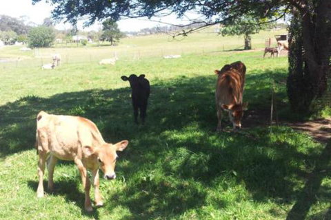 Appin Homestay B & B - Tourism Cairns 2