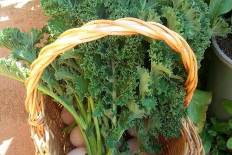 Appin Homestay B & B - Tourism Cairns 4