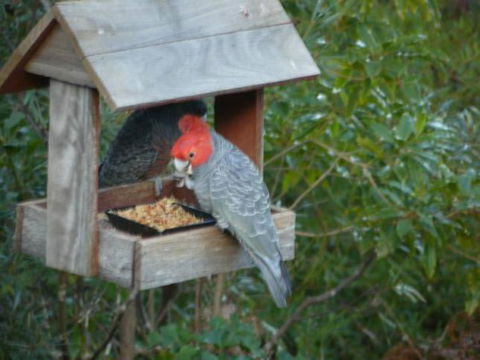 Canyon Cottage - Tourism Cairns 4