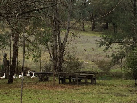 Wildwood Guesthouse - Tourism Cairns 1