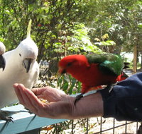 Lorne Bush House Cottages  Eco Retreats - Tourism Cairns
