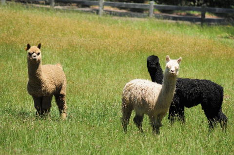 Daisy Cottage - Tourism Cairns 5