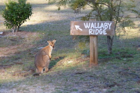 Wallaby Ridge Retreat - Tourism Cairns 0