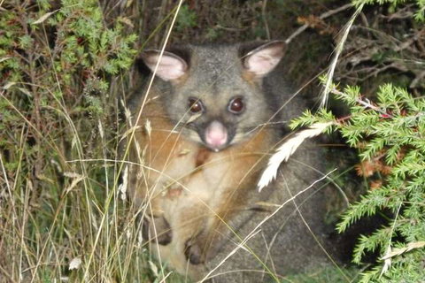 Forest Walks Lodge - Tourism Cairns 6