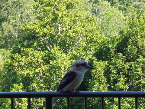 Bellview - Tourism Cairns 5