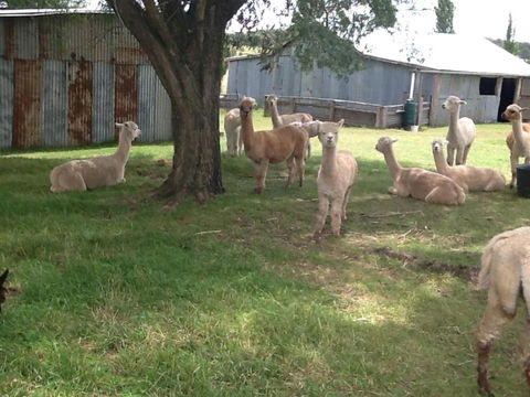 Glen Waverly Farmstay - Tourism Cairns 1