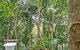 Wanggulay Treetops Cairns City - thumb 7