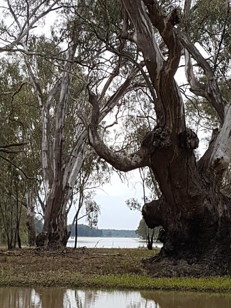Barmah VIC Tourism Cairns