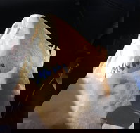 Shoeys bakery - Tourism Cairns