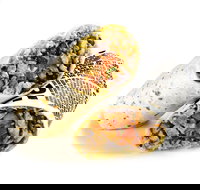 Guzman y Gomez - Hamilton - Tourism Cairns