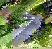 Marcus Hill Vineyard - Tourism Cairns