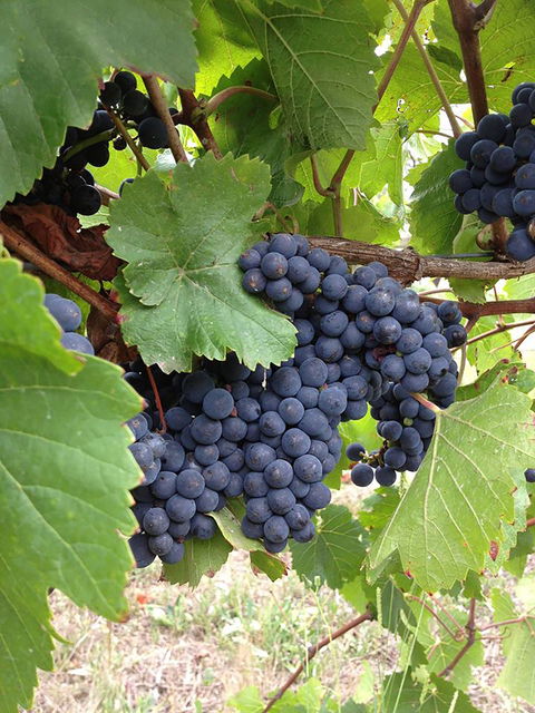 Marcus Hill Vineyard - Tourism Cairns 0