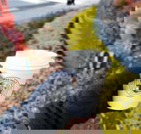 Thomas Holt Roasters - Tourism Cairns