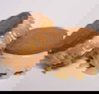 Gelato Messina - South Brisbane - Tourism Cairns