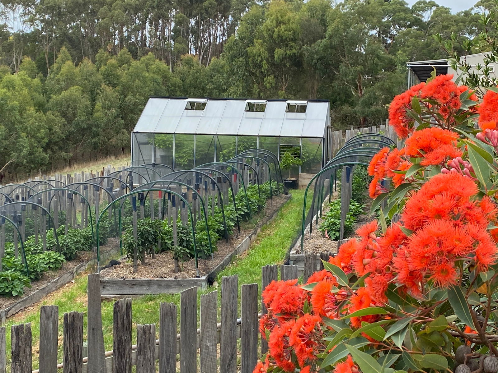 Deans Marsh VIC Tourism Cairns