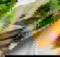 Thanh Binh - Cabramatta - Tourism Cairns