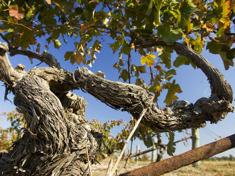 Jones Winery & Vineyard - Tourism Cairns 2