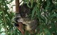 Wild Life Hamilton Island - thumb 0