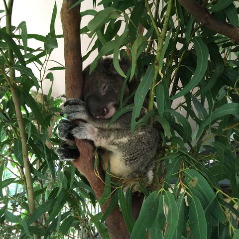 Wild Life Hamilton Island - Tourism Cairns 0