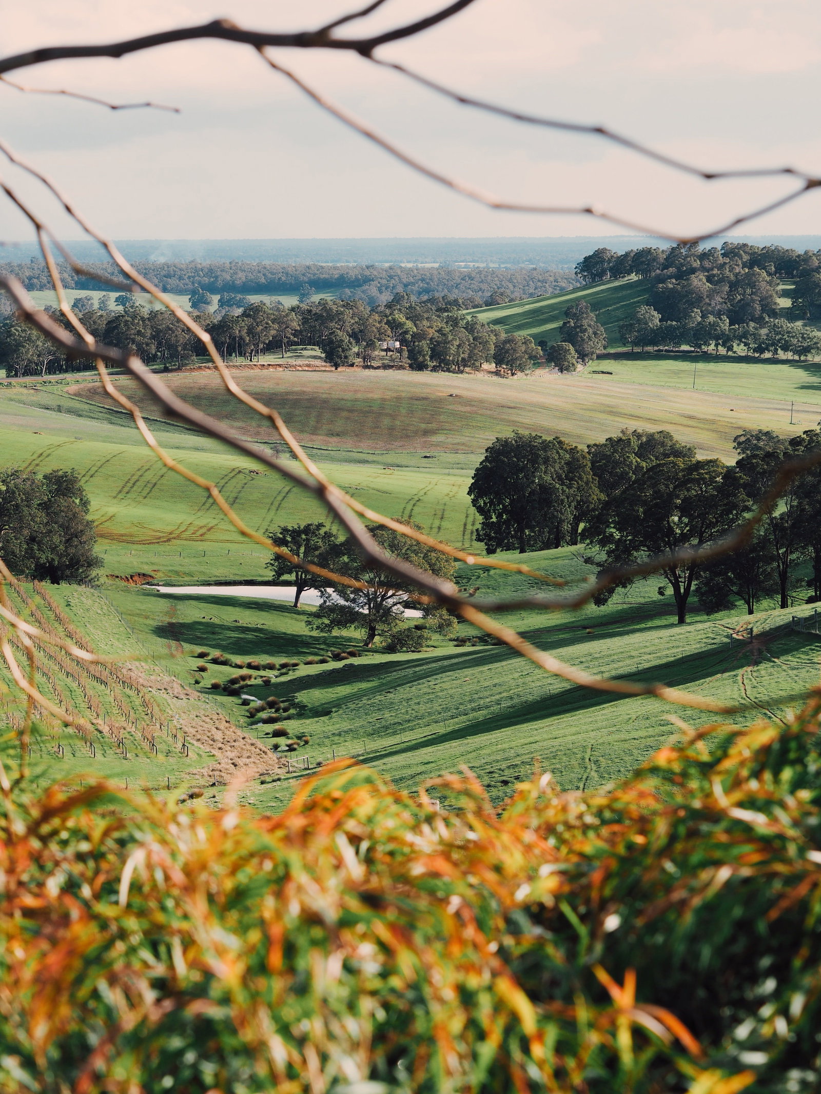 Wellington Forest WA Tourism Cairns