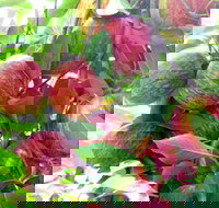 Payne's Orchards - Tourism Cairns