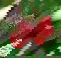 Westerway Raspberry Farm - Tourism Cairns