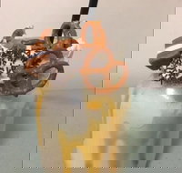 Where Ya Bean - Tourism Cairns