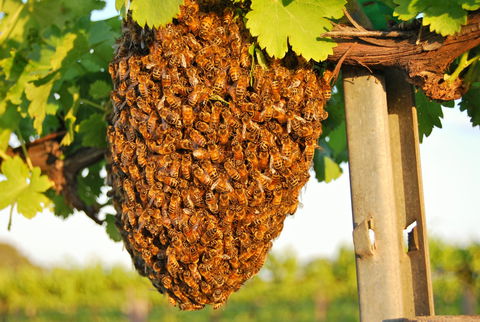 Whistling Kite Biodynamic Wines - Tourism Cairns 0