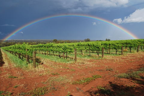 Whistling Kite Biodynamic Wines - Tourism Cairns 1
