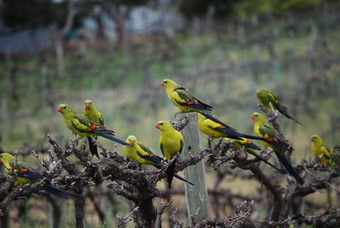 Whistling Kite Biodynamic Wines - Tourism Cairns 2