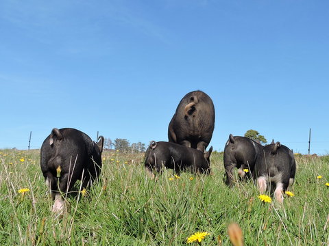 Fork It Farm - Tourism Cairns 1