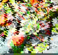 Hangar Cafe And Restaurant - Airport West - Tourism Cairns