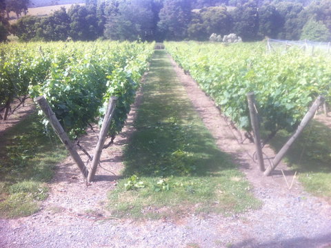 Providence Vineyards - Tourism Cairns 1