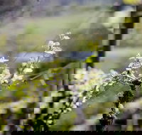 Barrgowan Vineyard - Tourism Cairns