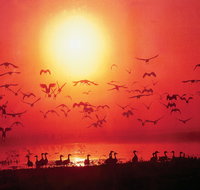 Four Birds - Tourism Cairns