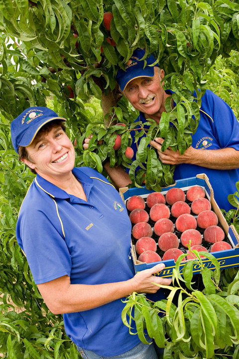Willayoung Orchard - Tourism Cairns 0