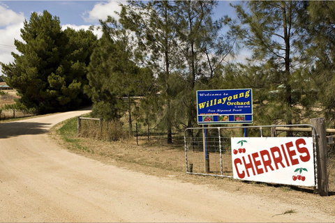 Willayoung Orchard - Tourism Cairns 1