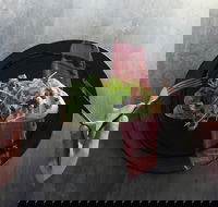 Wheres Wolli - Tourism Cairns