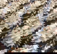 Wonderland Emporium - Tourism Cairns